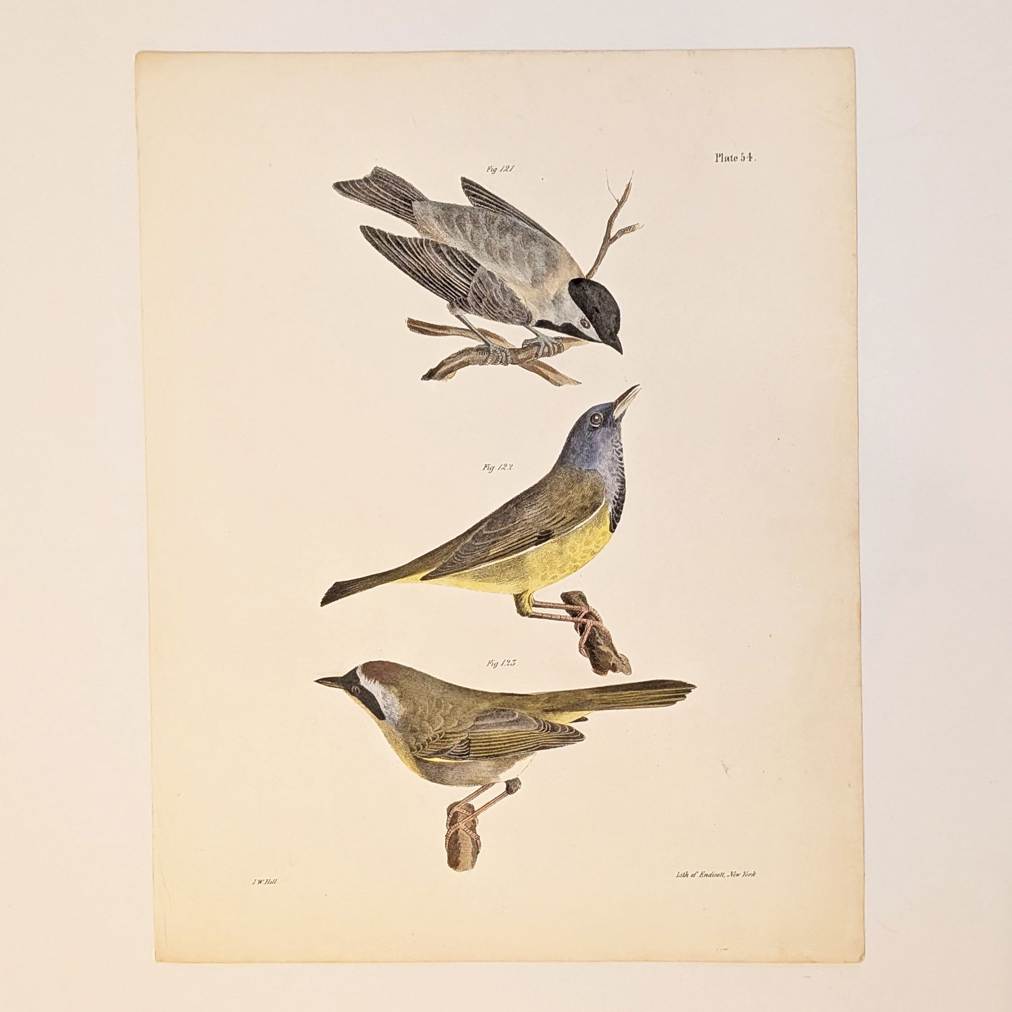 Hand-Colored Nature Print | Titmouse and Warblers | 1844 | J.W. Hill