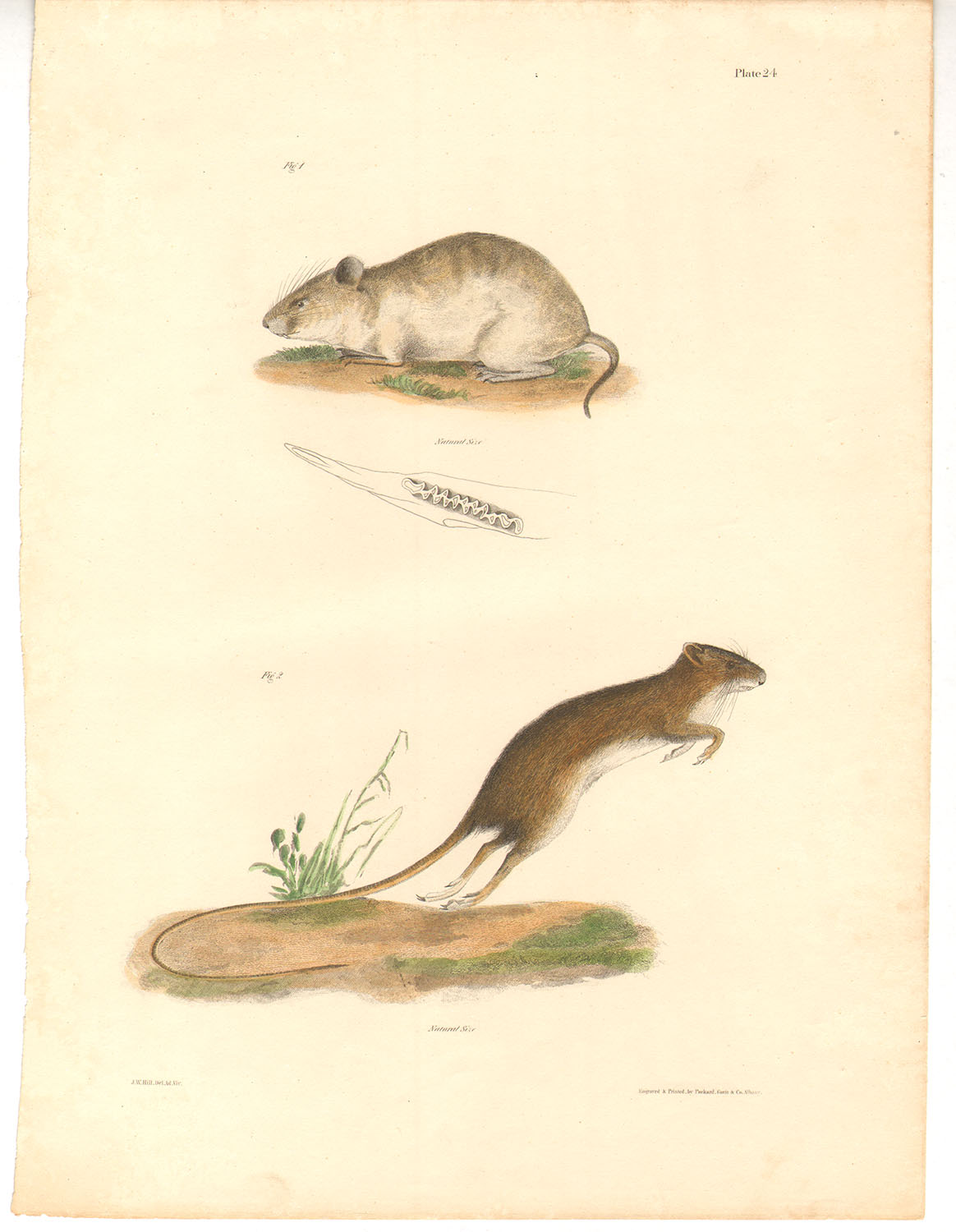 Hand-Colored Nature Print | Light Meadow Mouse & Deer Mouse | 1842 | J.W. Hill