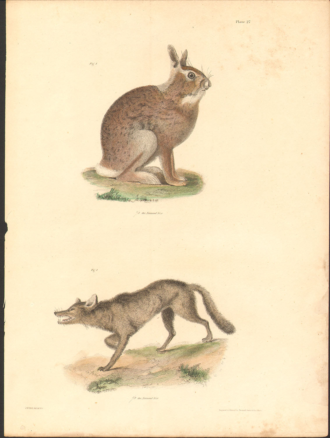 Hand-Colored Nature Print | Rabbit & Wolf | 1842 | J.W. Hill