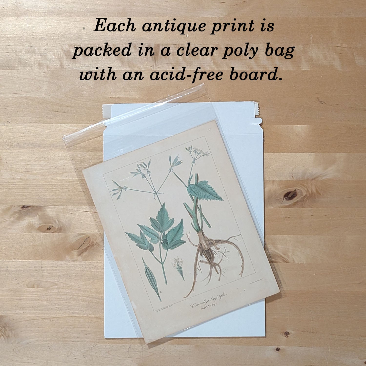 Hand-Colored Nature Print | Light Meadow Mouse & Deer Mouse | 1842 | J.W. Hill