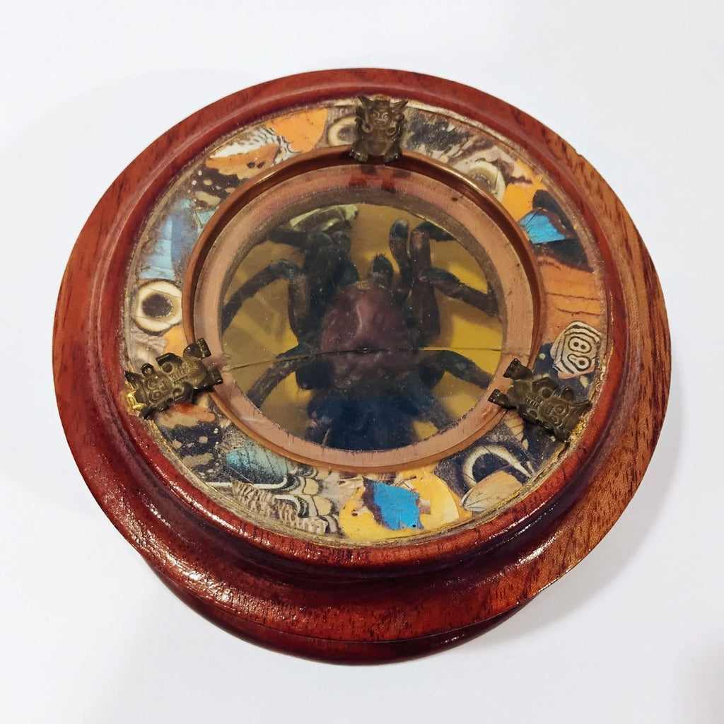 Antique Mounted Tarantula Golden Beetle in Display Case Butterfly Wings Columbia