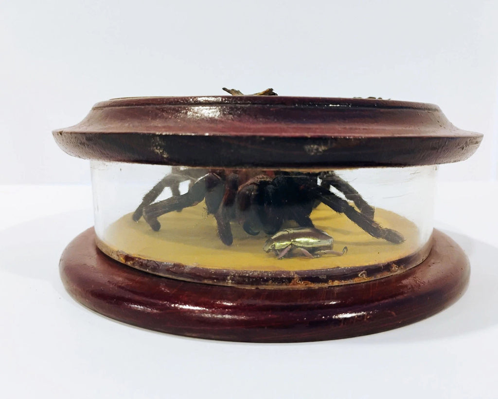 Antique Mounted Tarantula Golden Beetle in Display Case Butterfly Wings Columbia