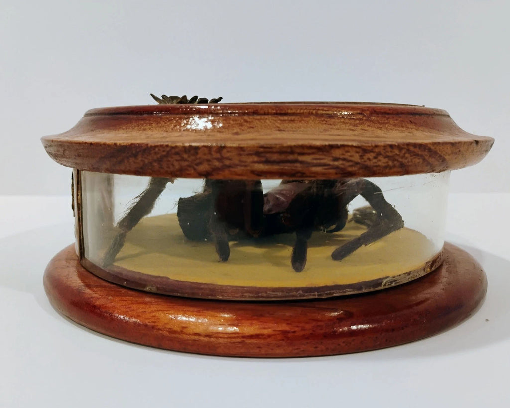 Antique Mounted Tarantula Golden Beetle in Display Case Butterfly Wings Columbia