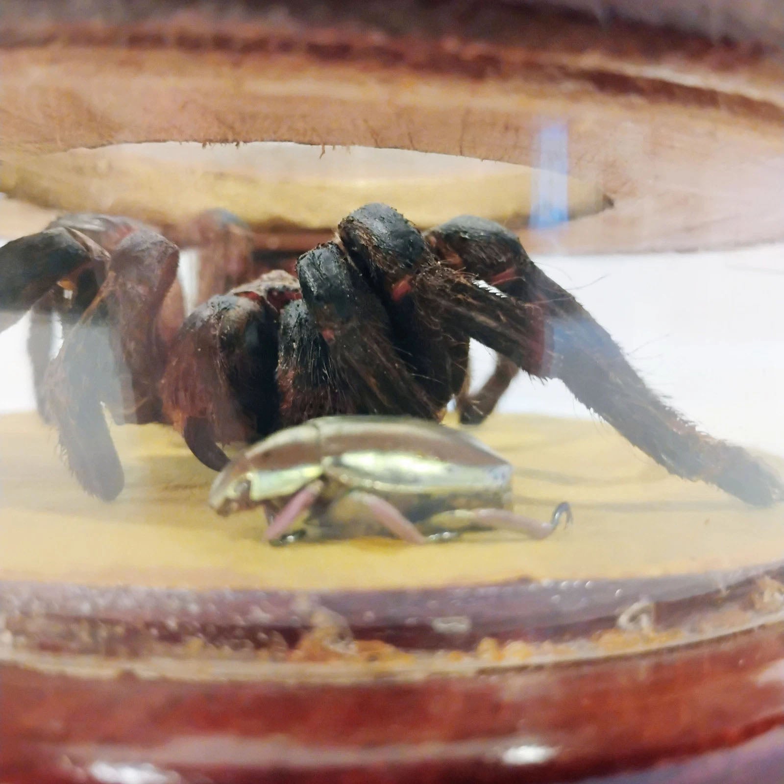 Antique Mounted Tarantula Golden Beetle in Display Case Butterfly Wings Columbia