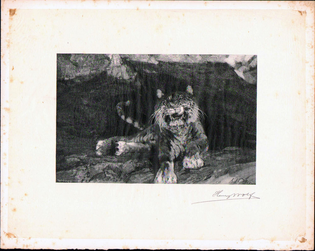 Henry Wolf 1890 Signed Wood Engraving Proof - Tiger after Adolf Menzel
