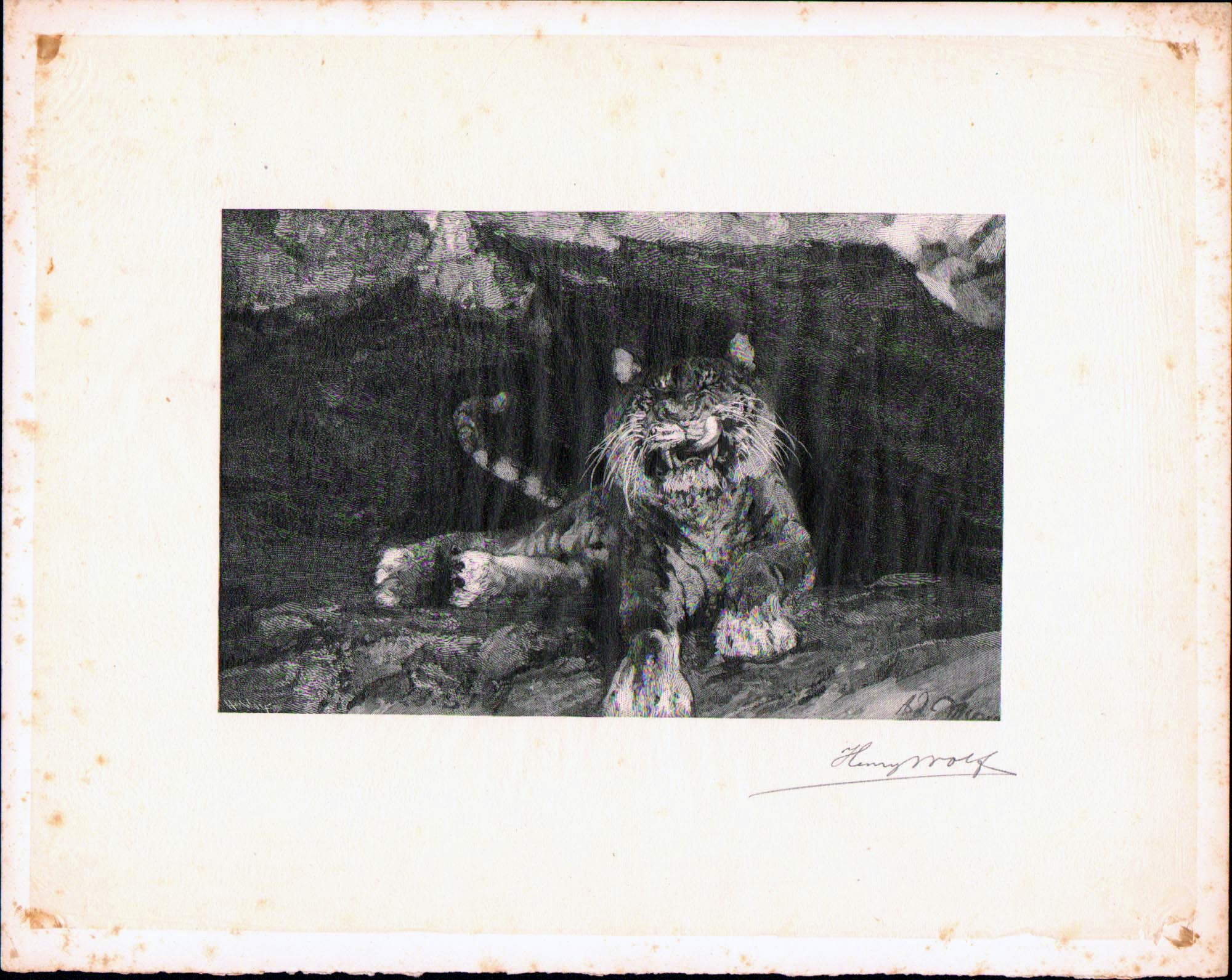 Henry Wolf 1890 Signed Wood Engraving Proof - Tiger after Adolf Menzel
