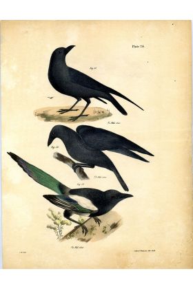J.W. Hill Hand-Colored Lithograph 1842 - Birds 24