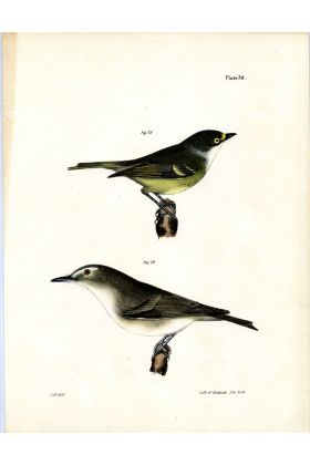 J.W. Hill Hand-Colored Lithograph 1842 - Birds 36