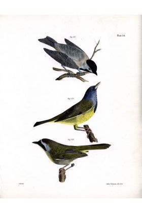 J.W. Hill Hand-Colored Lithograph 1842 - Birds 54